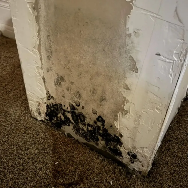 Professional Mold Removal in Charleston, IL